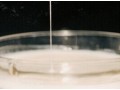 Oregon State University create a new dairy and food thickener with natural bacterium