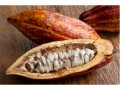 Low grind demand could choke off cocoa rally