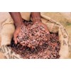 Fermented cocoa beans