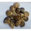 brine oyster mushroom