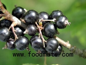 blackcurrants