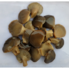 brine oyster mushroom