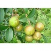 camellia seed oil