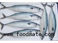 Frozen Mackerel