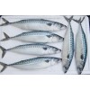 Frozen Mackerel