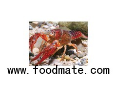 【Buy】crayfish   【采购】小龙虾