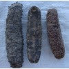 Dried Sea Cucumbers