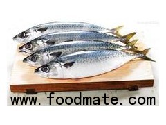 mackerel    鲭鱼
