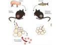 Fish oil-diet benefits may be mediated by gut microbes