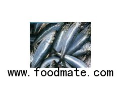 sardines    求购沙丁鱼