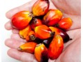 Post Holdings Announces Commitment to 100% Sustainable Palm Oil