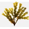 Fucus, Phyllanthus emblica, Wild Mango,