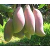 Wild Mango Extract,Phyllanthus emblica Extract, Fucus Extract,