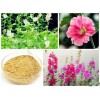 SALE！Althaea Officinalis Root Extract