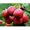 Hawthorn Fruit P.E. flavone5%-90%