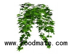 anti-aging Ivy Extract HederacosideC 10%
