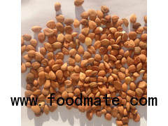 China organic bitter apricot kernel