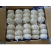 5.5cm FACTORY PURE WHITE FRESH GARLIC