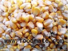 【Urgent】buy Imported corn