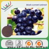 Black Currant Extract