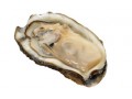 Hawaii Recalls Korean Raw Oysters After Reports of Norovirus Illnesses