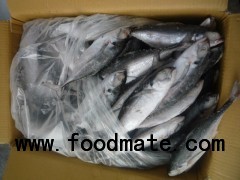 Frozen horse mackerel whole round with good quality