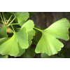 GMP Plant Extract Factory Ginkgo Biloba Extract (Flavone Glycosides 24%, Lactones 6%)