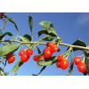 GMP Plant Extract Manufacturer Wolfberry Extract /Goji Berry Extract
