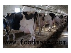 High Quality Live Dairy Cows and P