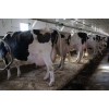 High Quality Live Dairy Cows and P