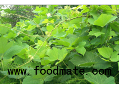 Healthy Supplement Isoflavones 40%-90% Kudzu Root