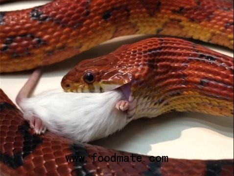 Snakes show that eating can be bad for your health