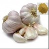 High Quality Garlic Extract
