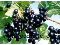 Black Currant extract 20% Anthocyanins