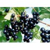 Black Currant extract 20% Anthocyanins