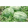Fresh Water melons
