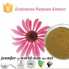 chicoric acid Echinacea purpurea extract