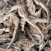 Dried Seahorse