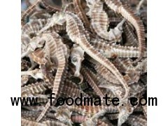 Excellent Quality 100% Natural Sun Dried Sea Horse
