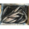 Pacific Mackerel (Scomber Japonicus)