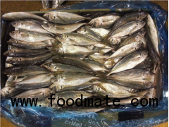 Frozen Horse Mackerel ( Trachurus Japonicus/ Trachurus Trachurus)