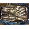 Frozen Horse Mackerel ( Trachurus Japonicus/ Trachurus Trachurus)