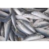 Frozen Scomber Scombrus/Frozen Pacific Mackerel Seafood