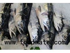 Frozen Seafood/ Frozen Sardine for sale