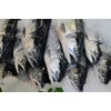 Frozen Seafood/ Frozen Sardine for sale