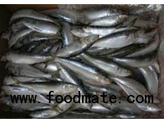frozen whole round Pacific Mackerel (Scomber Japonicus) ,mackerel,Frozen Seafood
