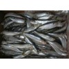 frozen whole round Pacific Mackerel (Scomber Japonicus) ,mackerel,Frozen Seafood