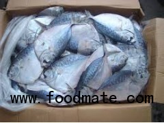 Fresh Seafood Frozen Tilapia for sale