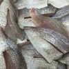 Frozen Horse Mackerel,Horse Mackerel,Frozen Seafood for sale