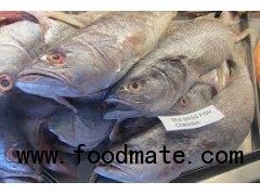 Low Price Landing Ocean Seafoods Frozen Sardine